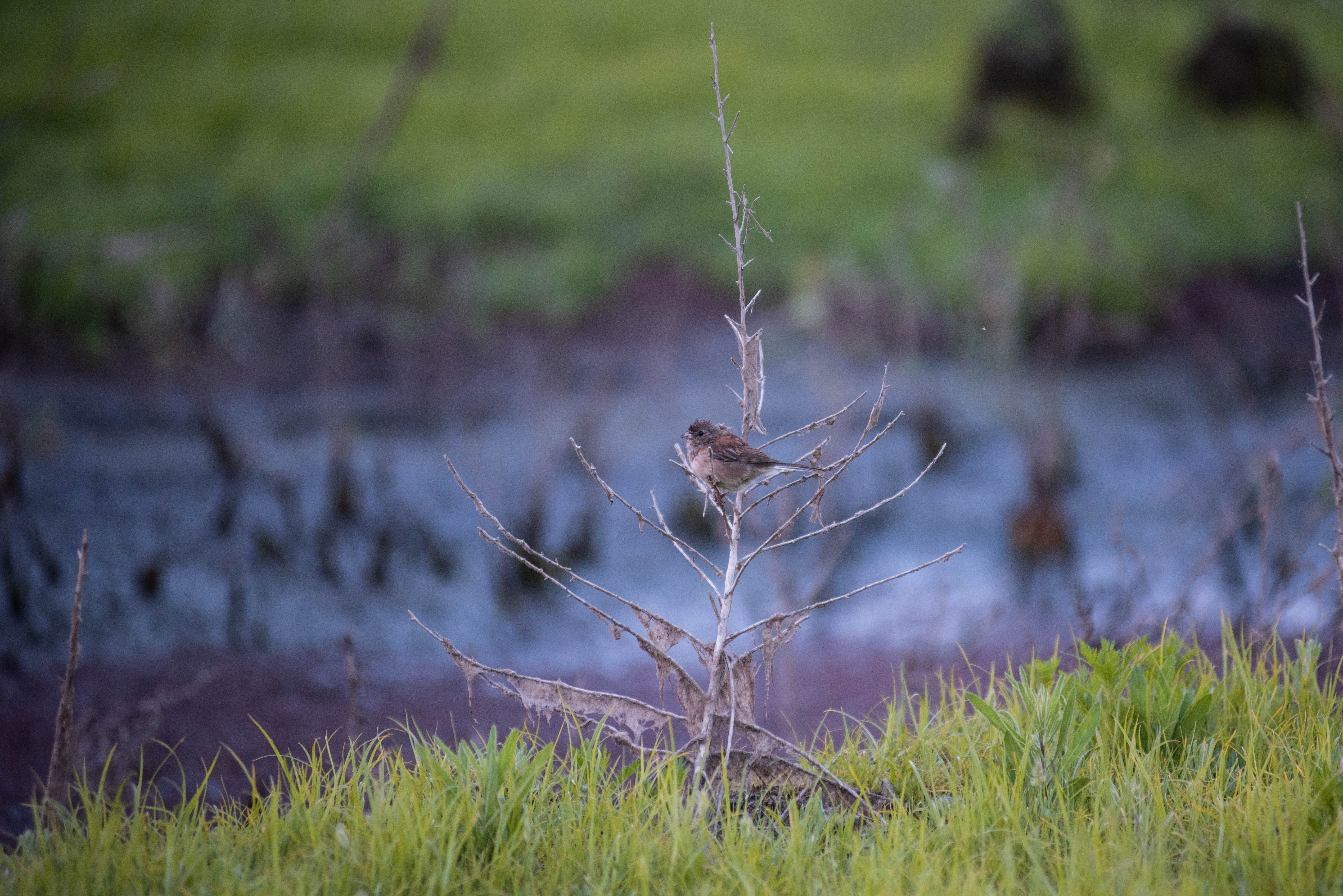 wildlife
