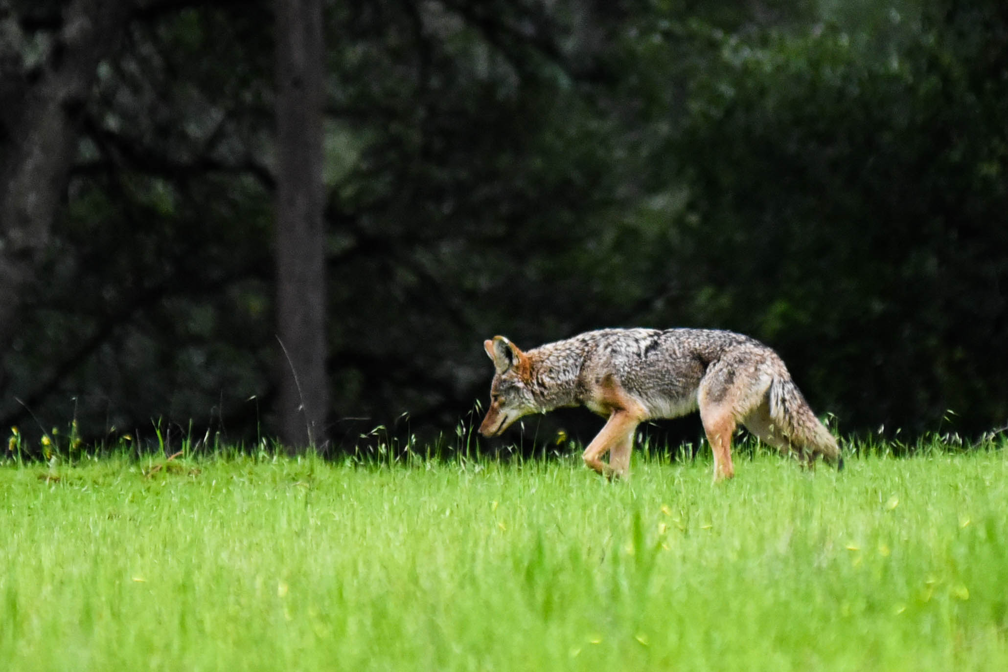 wildlife