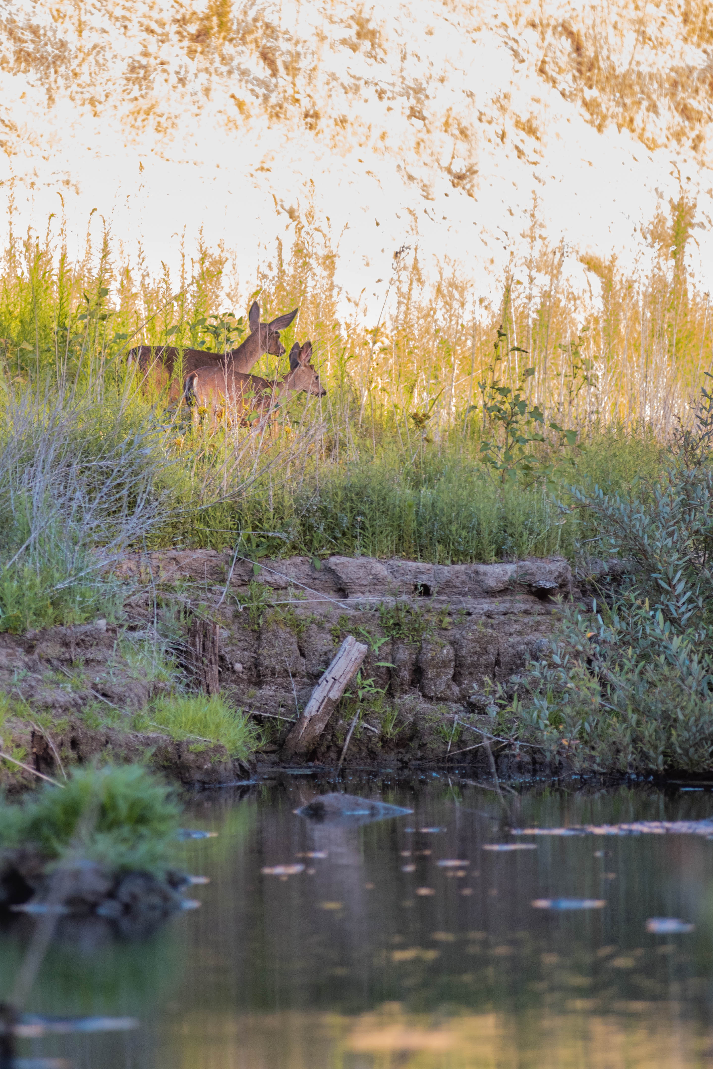 wildlife