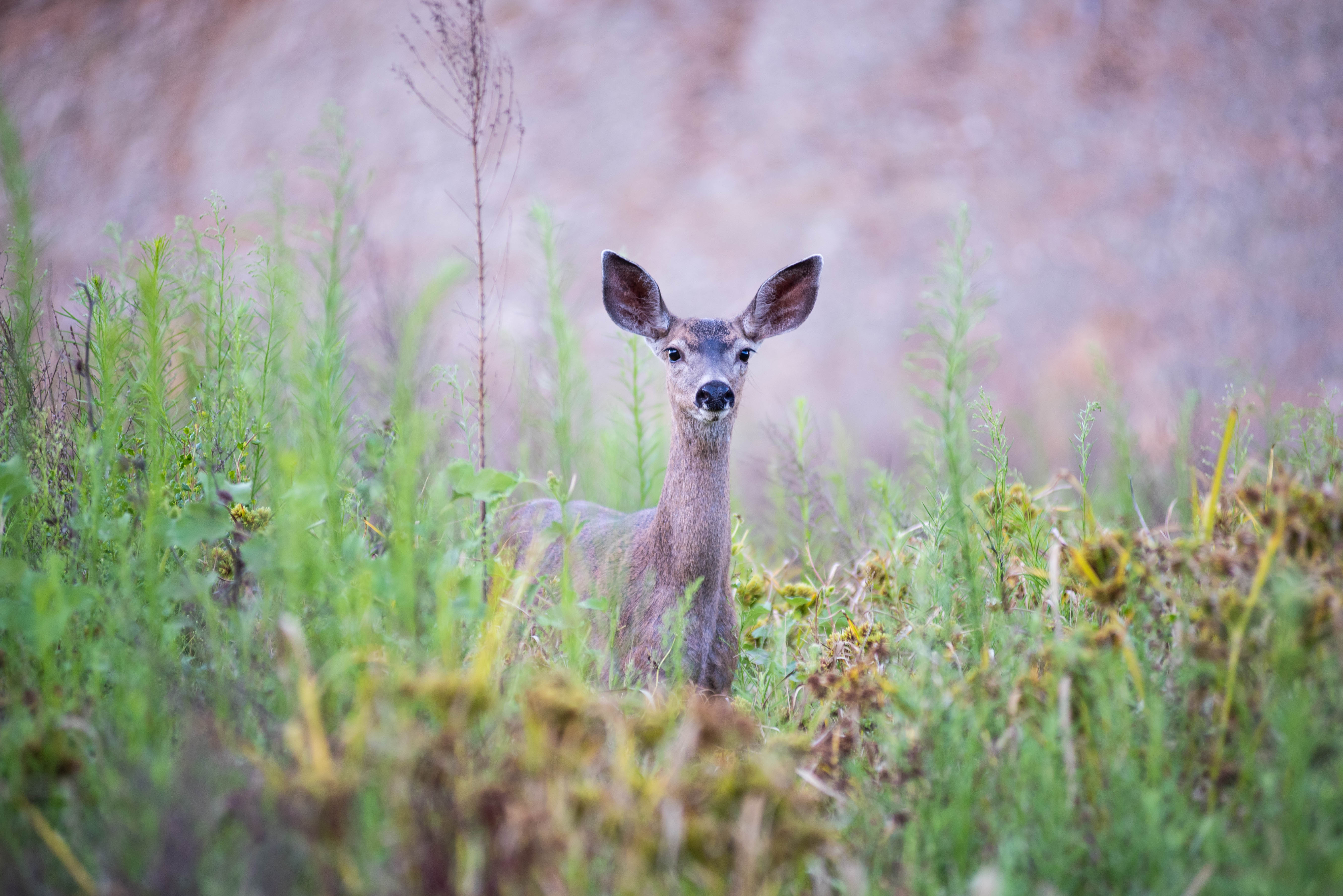 wildlife