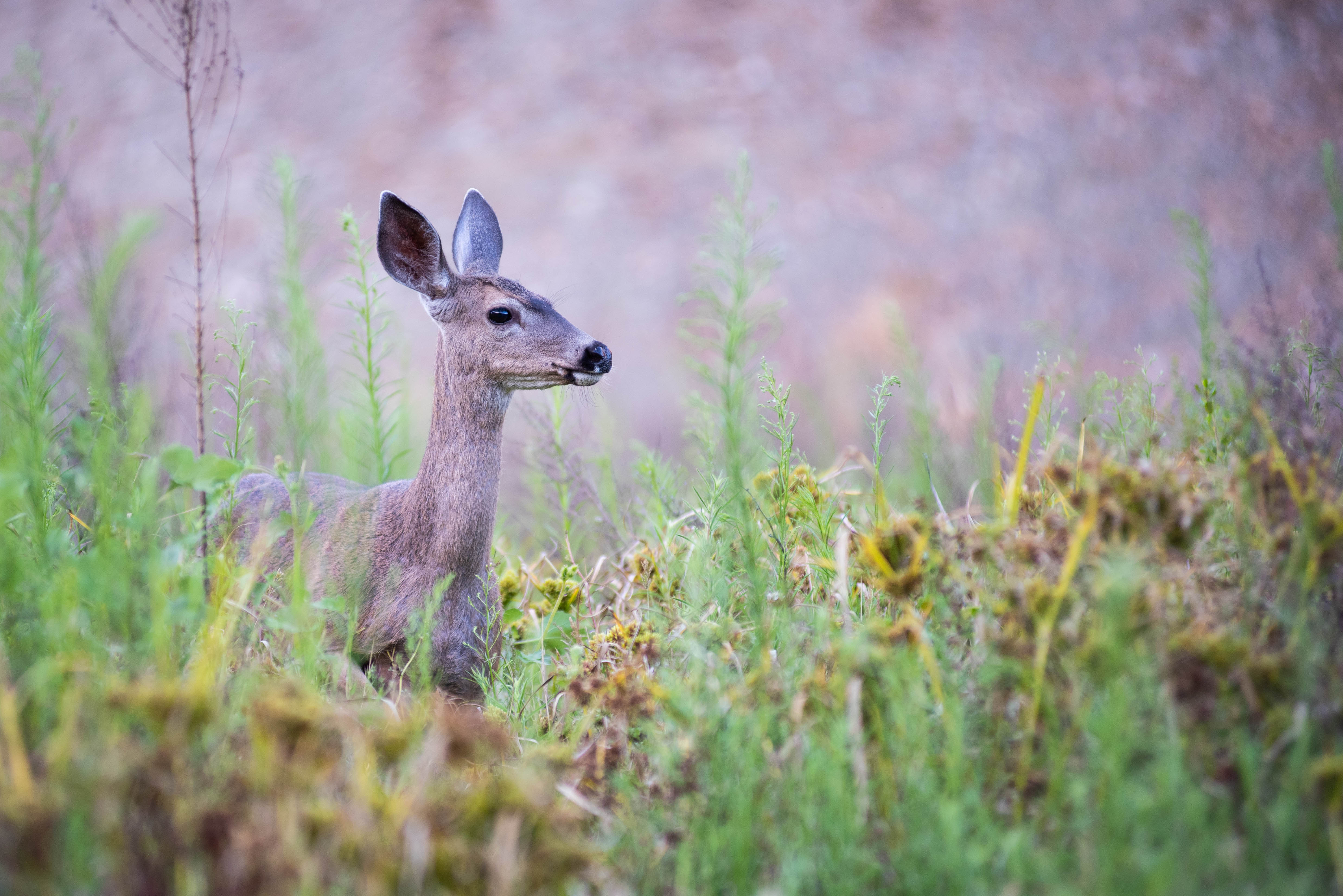 wildlife