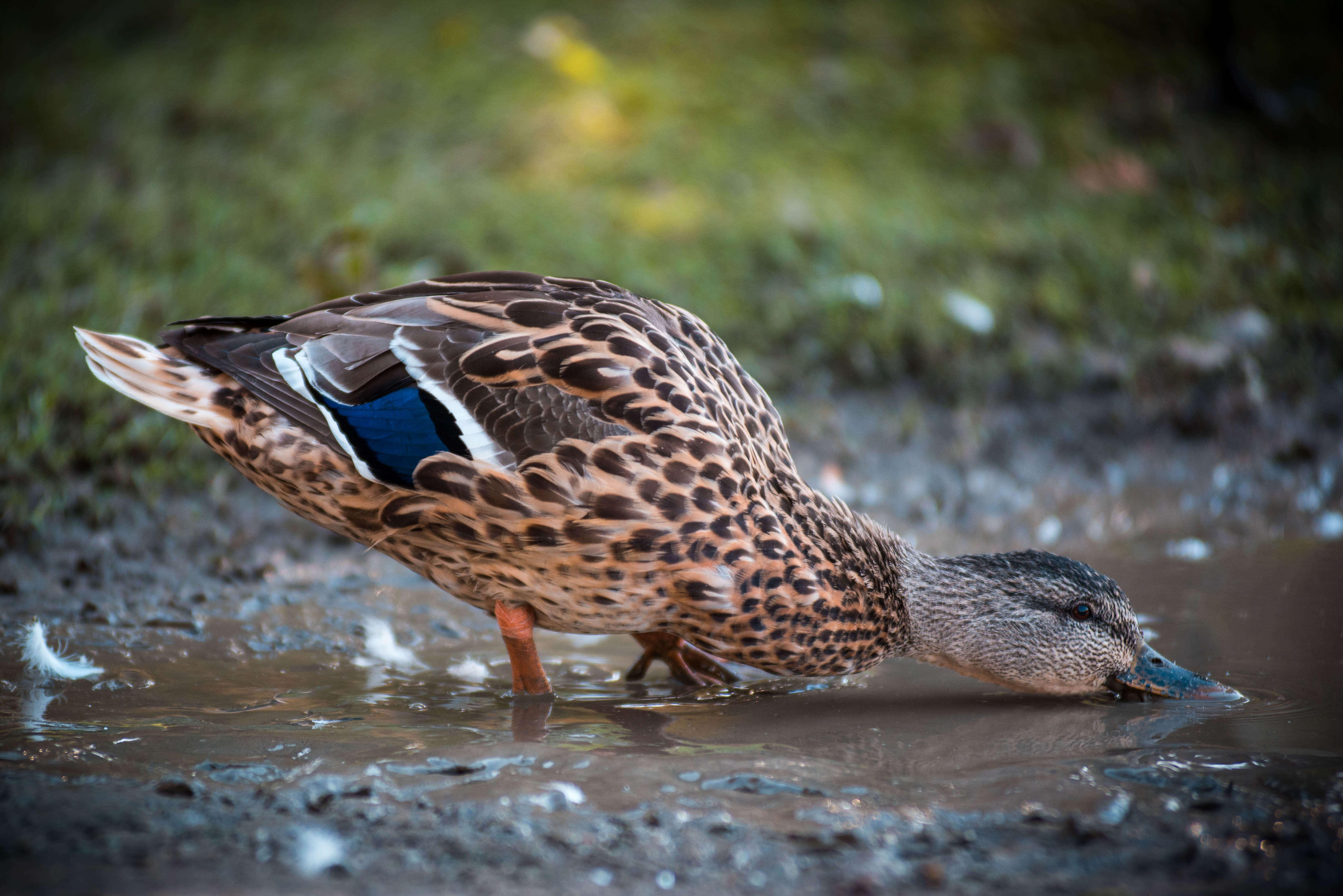 wildlife
