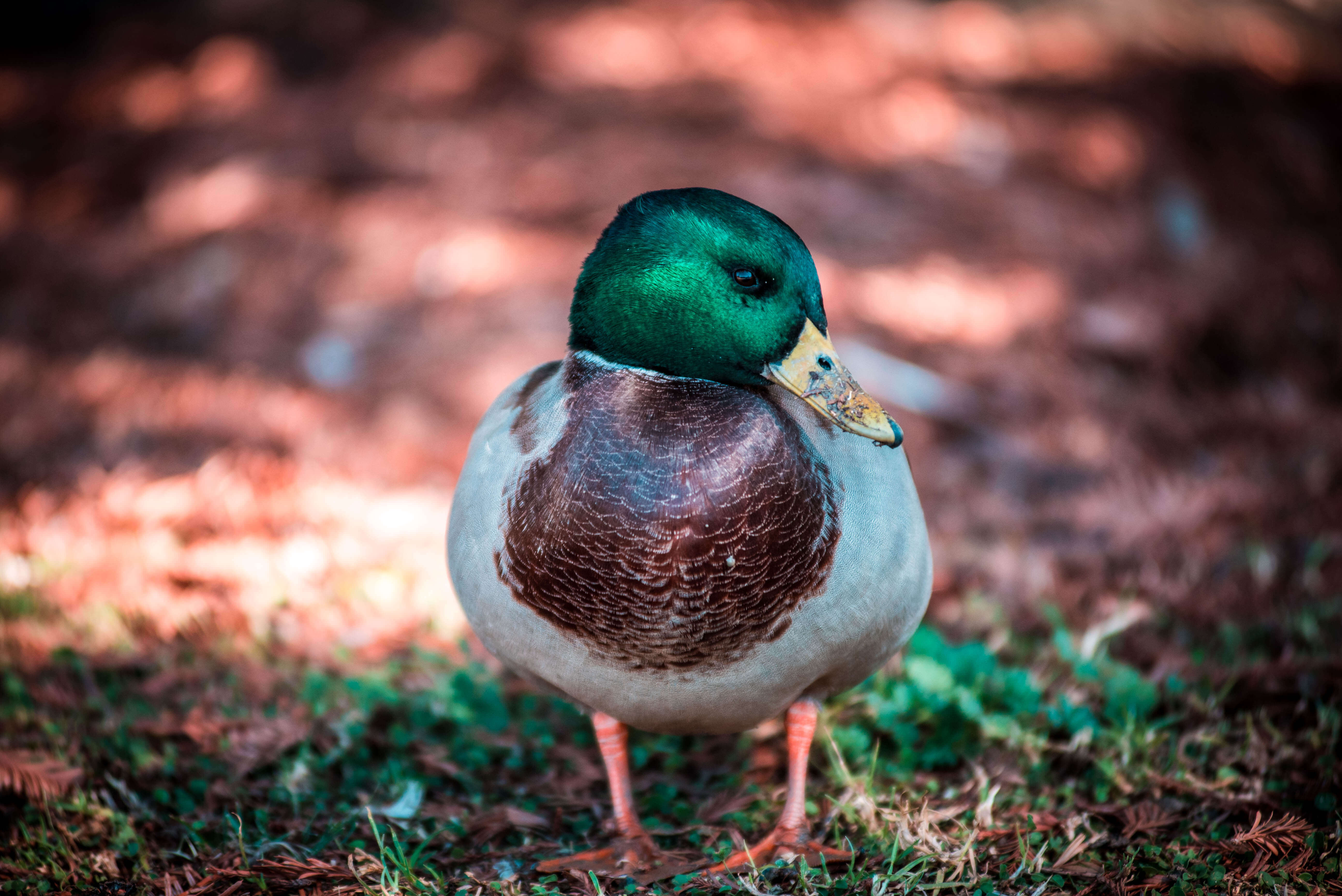 wildlife