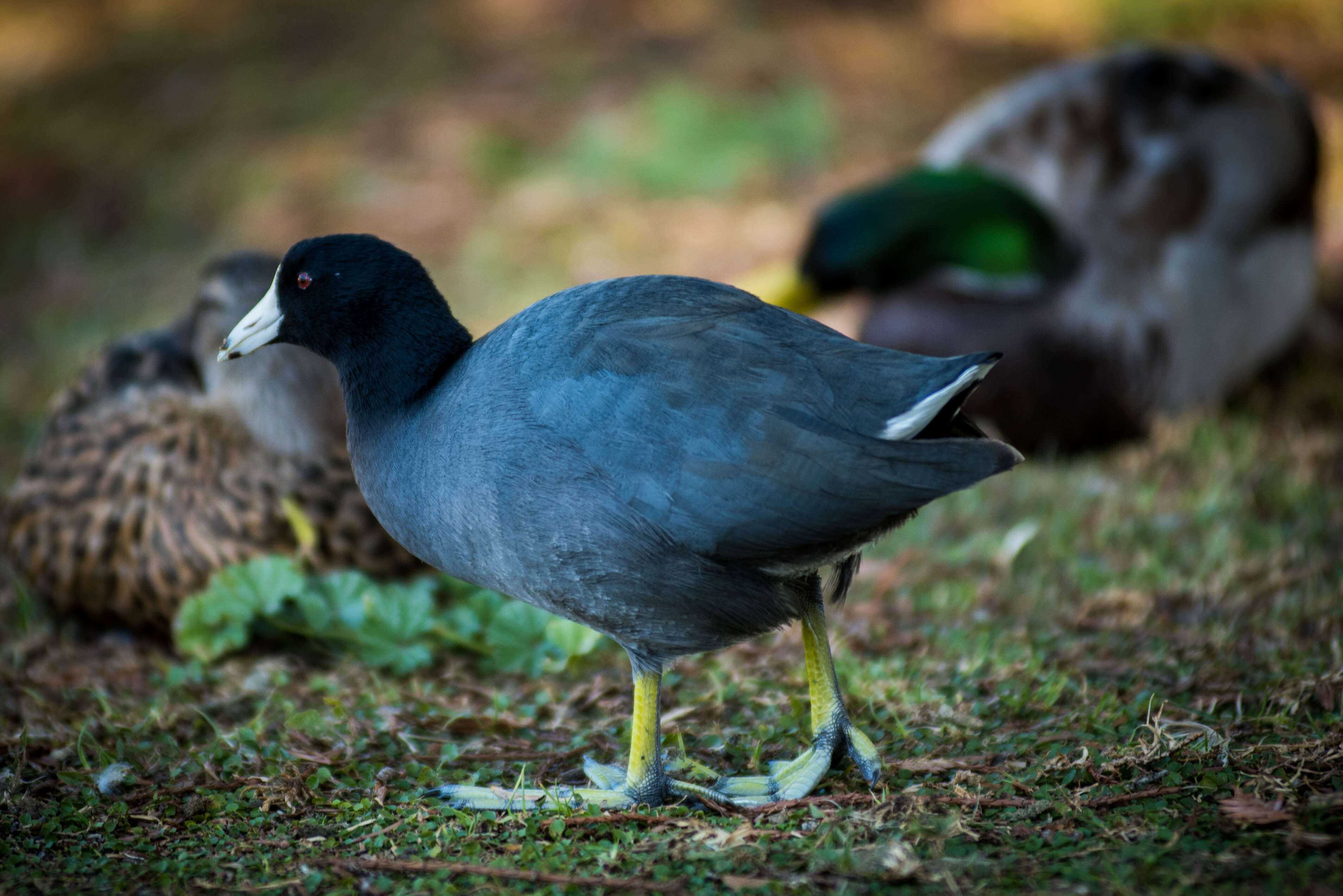 wildlife