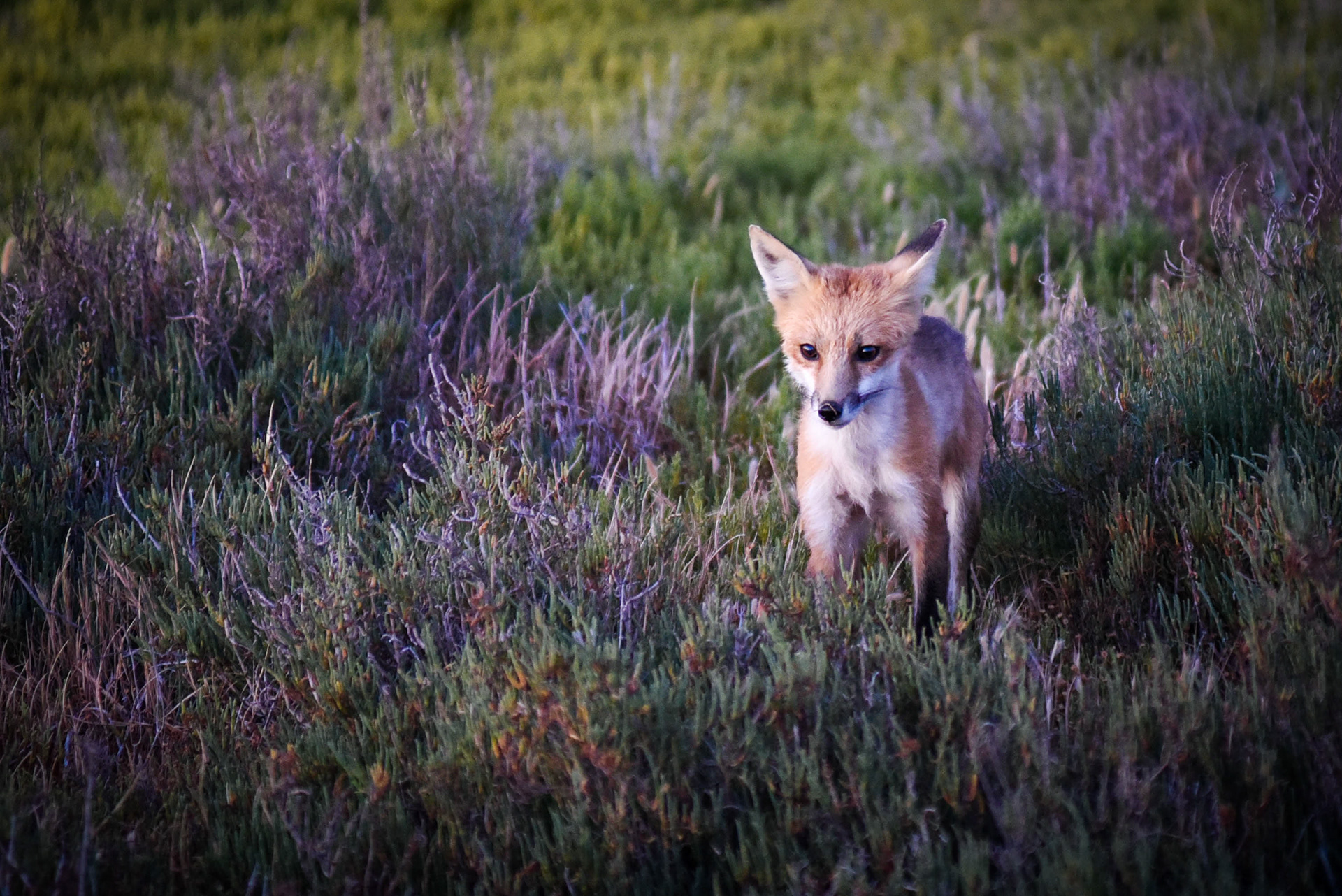 wildlife