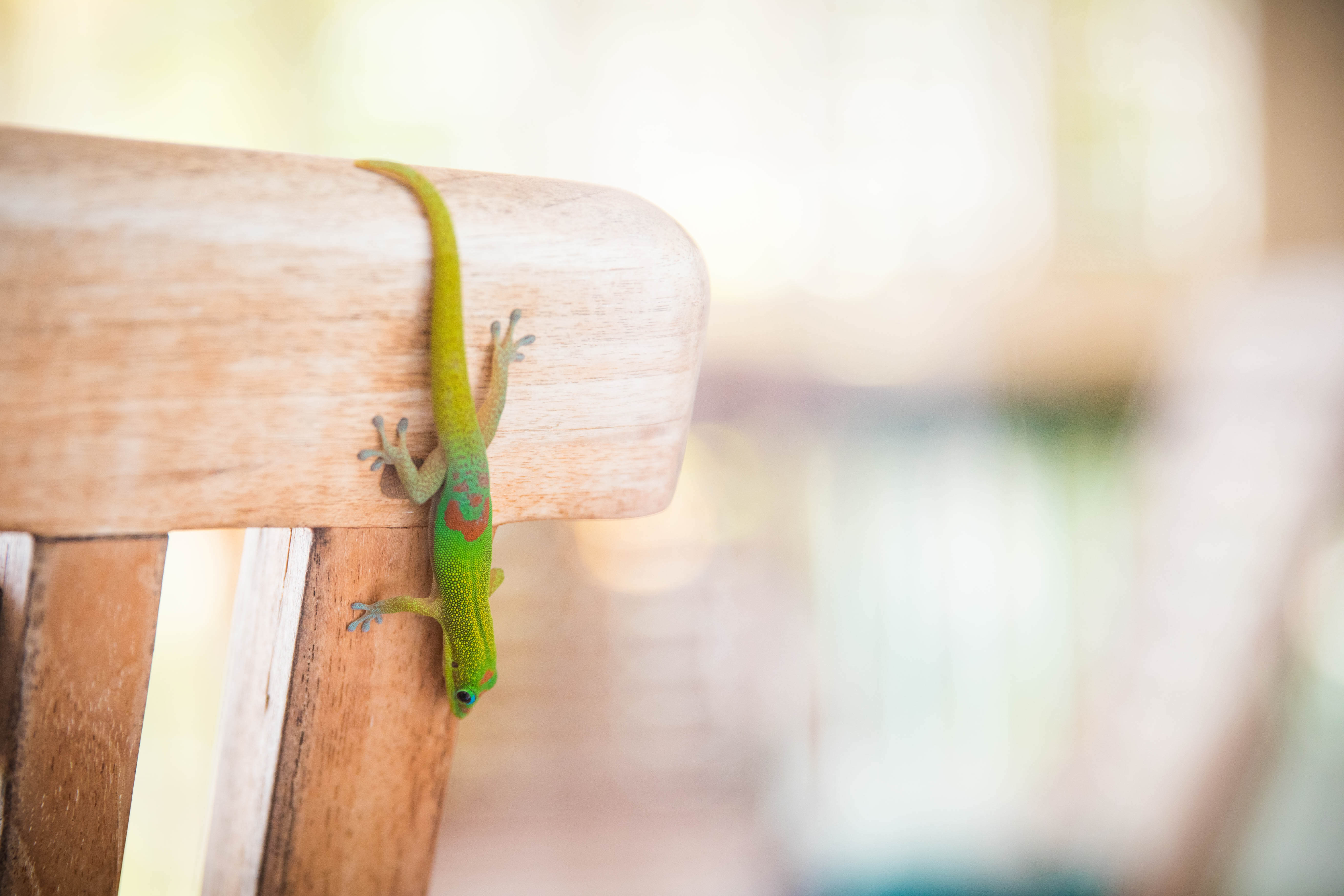 wildlife