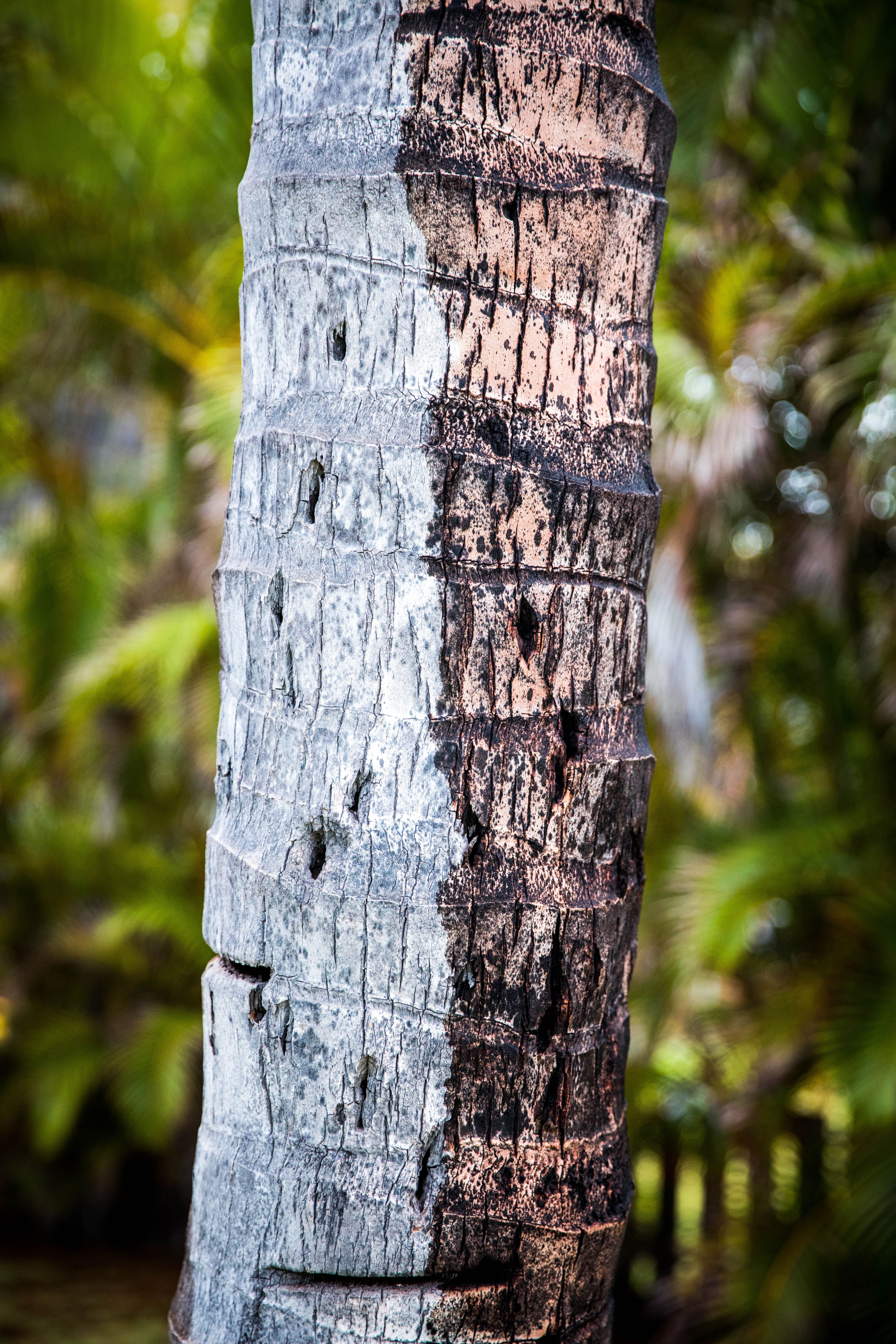 Hawaii 14