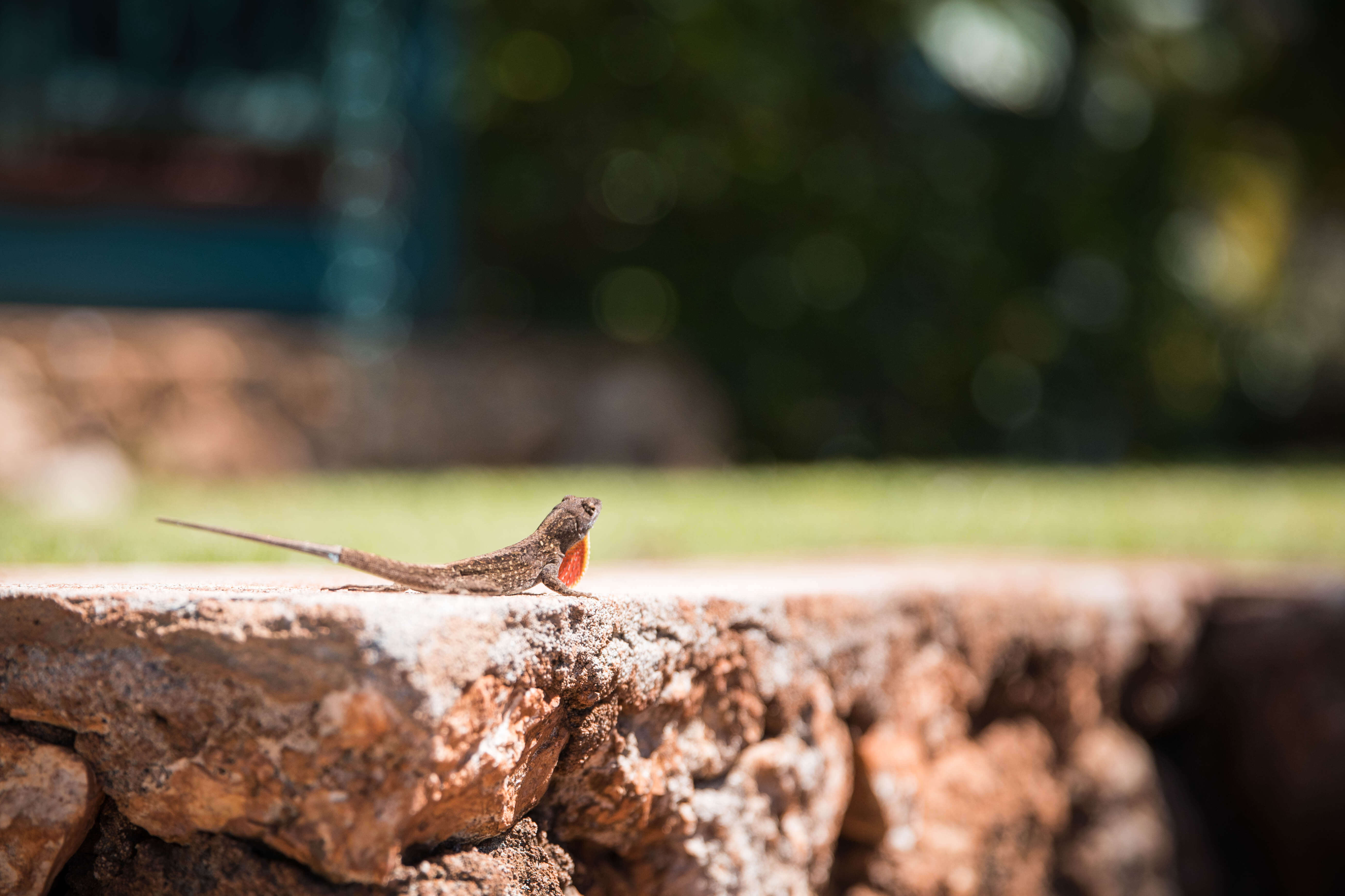 wildlife